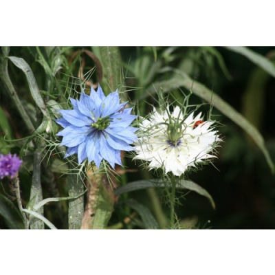 Graines Bio Nigelle de Damas
