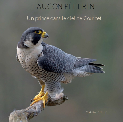 Faucon pèlerin - Un prince dans le ciel de Courbet