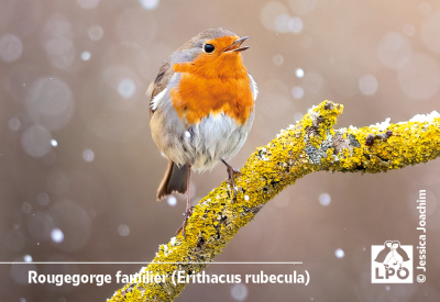 Magnet LPO - Rougegorge