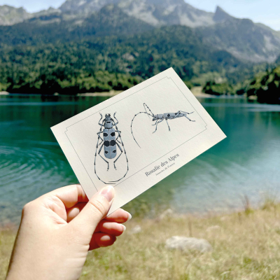 Carte postale naturaliste - Rosalie des Alpes