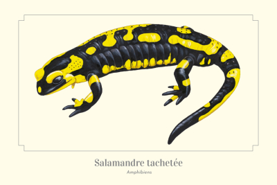 Carte Postale simple 10 x 15 cm Salamandre tachetée
