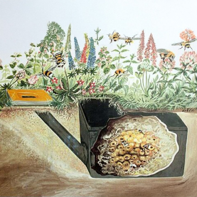 Ruche à bourdons souterraine Schwegler