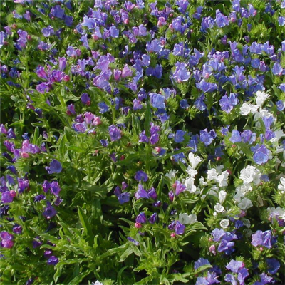 Graines Bio Vipérine