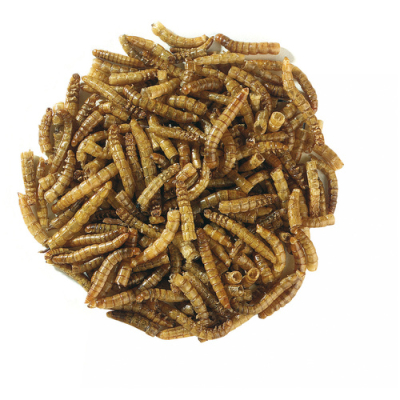 Vers de farine LPO 500g