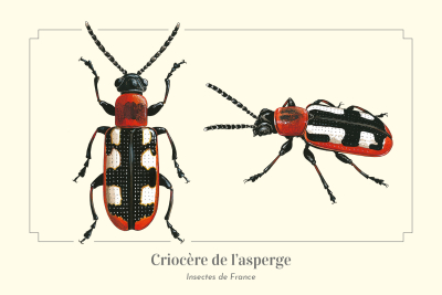 Carte postale naturaliste - Criocère de l'asperge