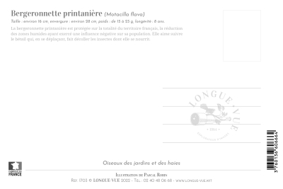 Carte postale naturaliste - Bergeronnette printanière