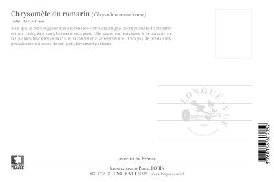 Carte postale naturaliste - Chrysomèle du romarin