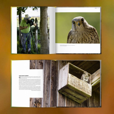 Le faucon de l'espoir