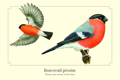 Carte postale 10 x 15 cm - Bouvreuil Pivoine