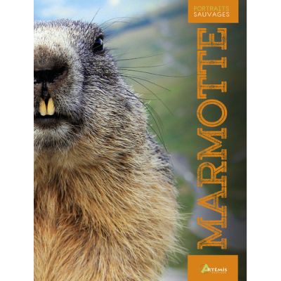 Marmotte, portraits sauvages