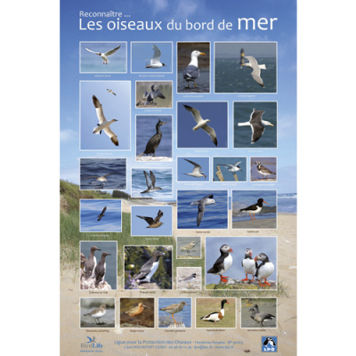 Poster Reconnaître les Oiseaux de mer