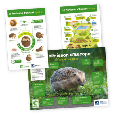 Kit pédagogique Connaître le hérisson