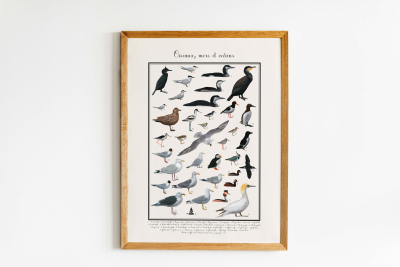 Affiche Oiseaux mers et océans, 30 x 40 cm