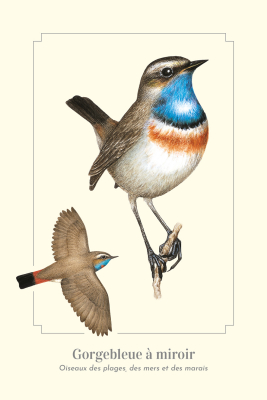 Carte Postale simple 10 X 15 cm Gorgebleue à miroir