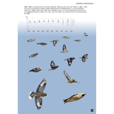 Cahier d'identification des Passereaux d'Europe en Vol
