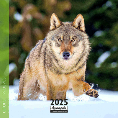 Calendrier 2025 Loups 30 x 30