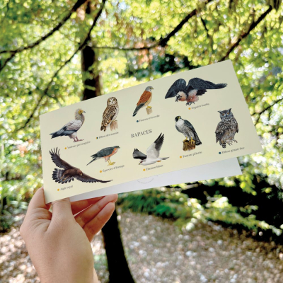 Carte postale double 21 x 10 cm - Rapaces