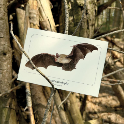 Carte postale simple 10 x 15 cm - Grand Rhinolophe