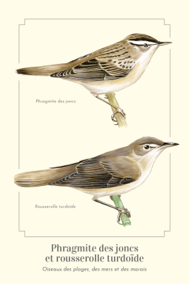 Carte postale naturaliste - Phragmite des joncs et Rousserolle turdoïde