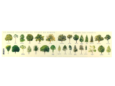 Carte Postale double 21 x 10 cm - Arbres des forêts