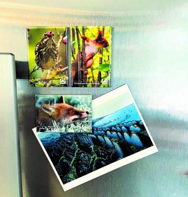 Magnet LPO - Pinson des arbres