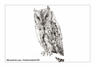 Carte postale LPO 10 x 15 cm - Hibou Petit-duc scops