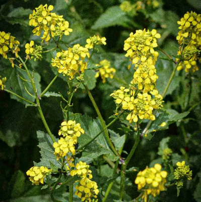 Graines Bio Engrais vert - Moutarde blanche 60 m²