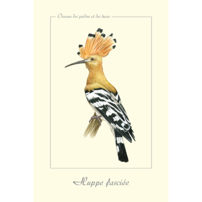 Carte Postale simple 10 x 15 cm Huppe fasciée