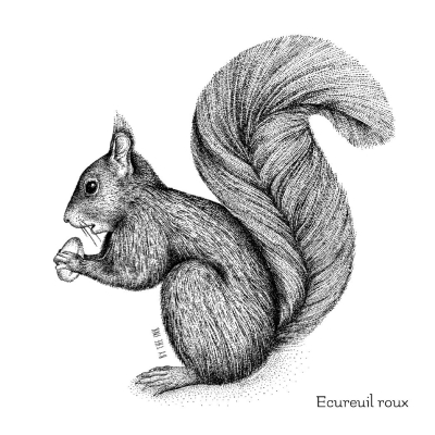 Carte postale avec enveloppe - Écureuil roux