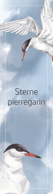 Marque-page LPO Collection littoral Sterne pierregarin