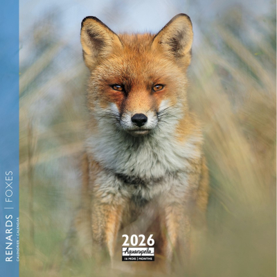 Calendrier 2026 Renards 16,5 x 16,5 cm