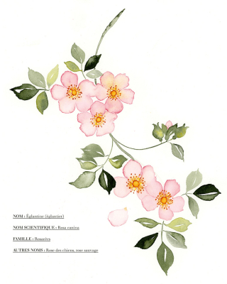 Aquarelle Fleurs des champs