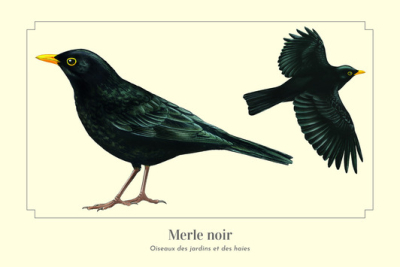 Carte postale 10 x 15 cm - Merle noir