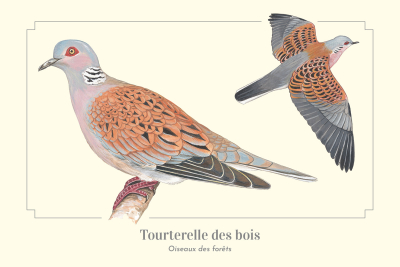 Carte Postale simple 10 x 15 cm Tourterelle des bois