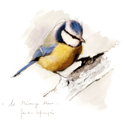 Oiseaux du jardin