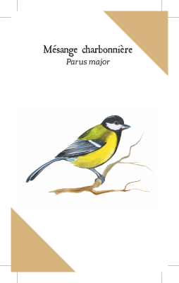 Reconnaître les Oiseaux de nos jardins