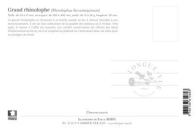 Carte postale simple 10 x 15 cm - Grand Rhinolophe