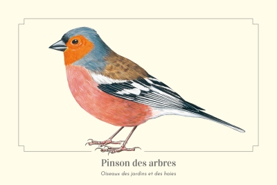 Carte Postale simple 10 x 15 cm Pinson des arbres