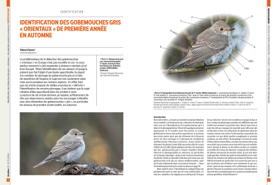 Ornithos n°174 - 1er trim. 2026