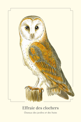 Carte Postale simple 10 x 15 cm Effraie des clochers