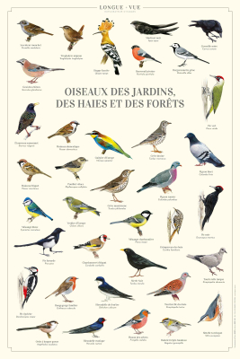 Affiche 40 x 60 cm - Oiseaux des jardins, des haies et des forêts