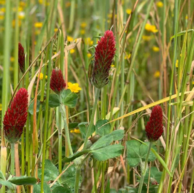 Graines Bio Engrais vert - Trèfle Incarnat annuelle 60 m²