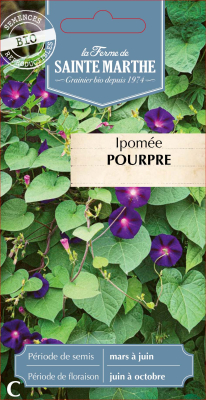 Graines Bio Ipomée Pourpre