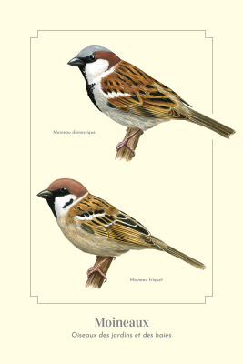 Carte Postale simple 10 x 15 cm Moineaux