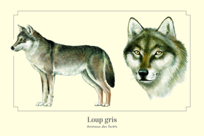 Carte postale 10 x 15 cm - Loup gris