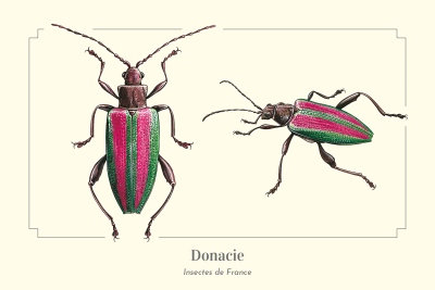 Carte postale naturaliste - Donacie