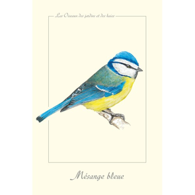 Carte Postale simple 10 x 15 cm Mésange bleue