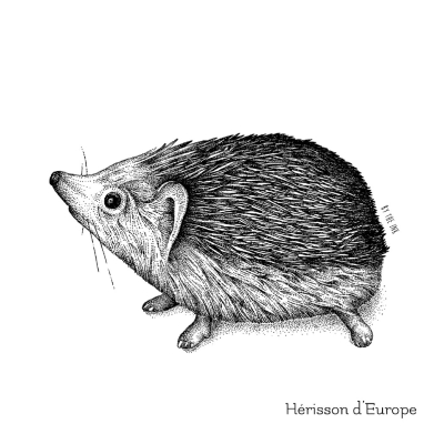 Carte postale avec enveloppe - Hérisson d'Europe