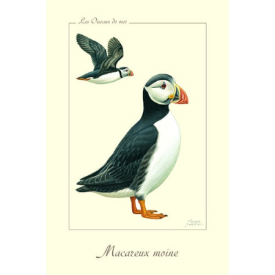 Carte Postale simple 10 X 15 cm Macareux moine