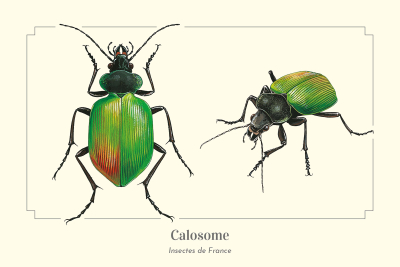 Carte postale naturaliste - Calosome